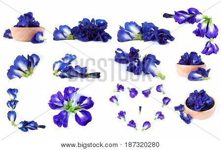 Blue pea butterfly pea close up background