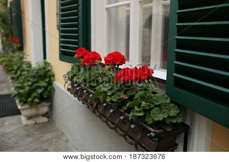 a typical austrian window with green louvered shuters and square paned windows with flowers in hanging flower pots.
