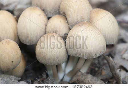 Coprinus micaceus mushroom in old leaves close up