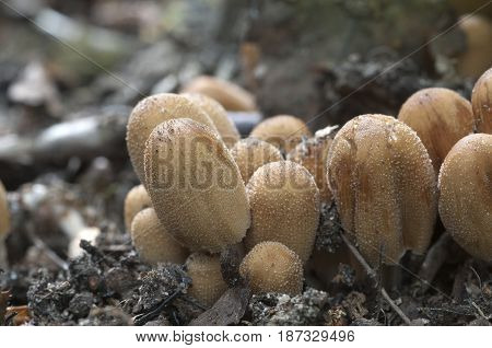 Coprinus micaceus mushroom in old leaves close up