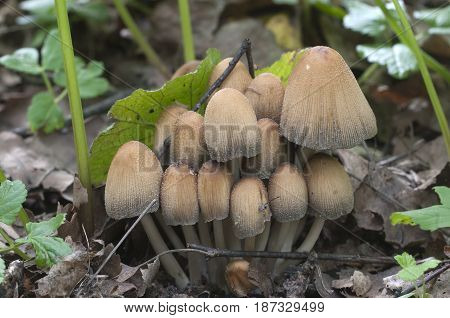 Coprinus micaceus mushroom in old leaves close up