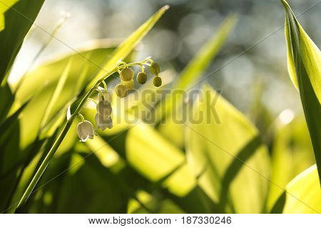 Lily of valley Nature spring flower Nature lilly flower Nature White flower Nature flower background flower morning Nature background flower Macro Nature background flower Nature flower Nature background flower Nature background flower Nature Wildflower.
