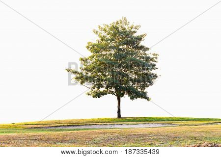 Beautiful tree in the golf course near green and bunker isolated on white background.