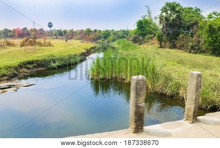 Landscape Scene of wetlandmarshstream or river bed with green Grasses Grown and some big trees like palm tree etc.details of Mother Earth - Nature.
