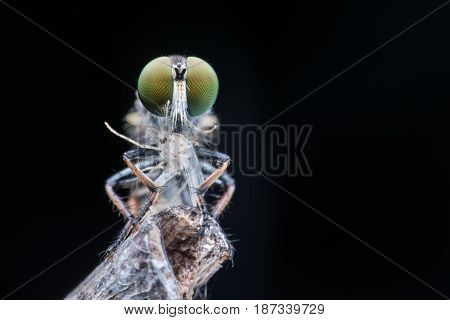 Close up Robber fly with prey in nature