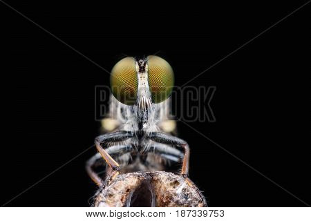 Close up Robber fly on branch on black background