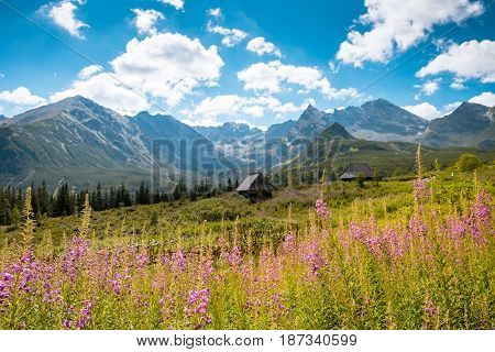 Summer view to Hala Gasienicowa in valley, Tatra mountains Zakopane Poland