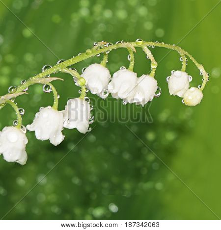 Lily Of The Valley - Convallaria Majalis