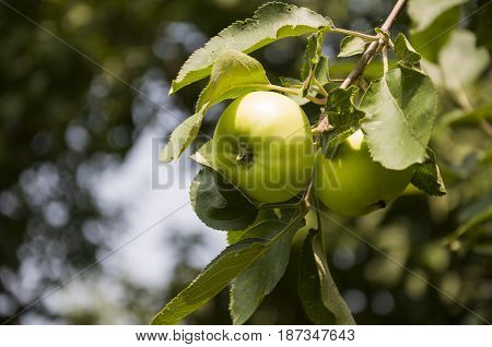 Green fruit apples ripening on the branch of tree. Summer