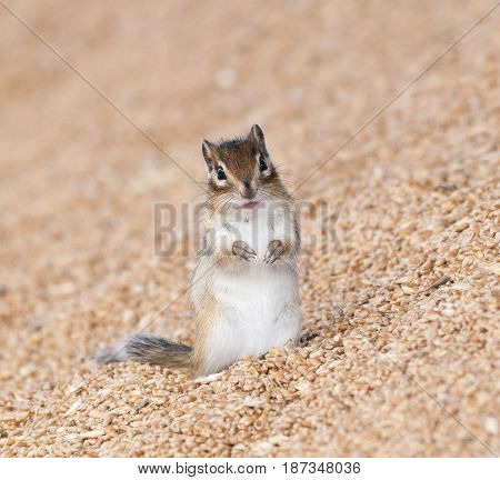 Siberian Chipmunk On Grain Pile Eating Wheat
