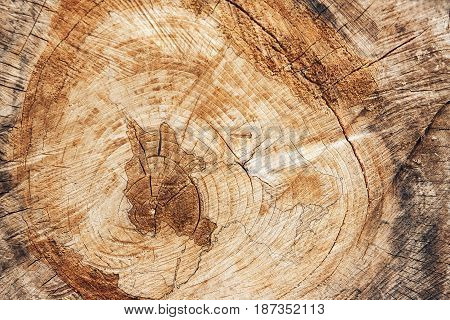 Background texture of old wood in a cut location