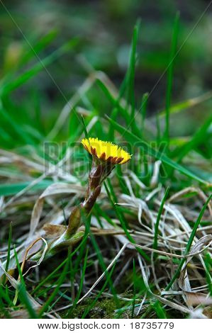 Tussilago farfara Asteraceae - podběl květ