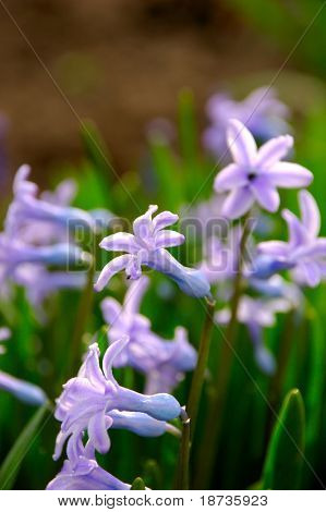 Çiçek artık Melanthiaceae - Scilla bifolia - mavi minik çiçek