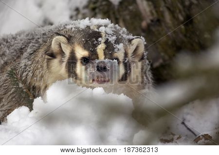 American Badger