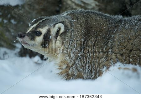 American Badger