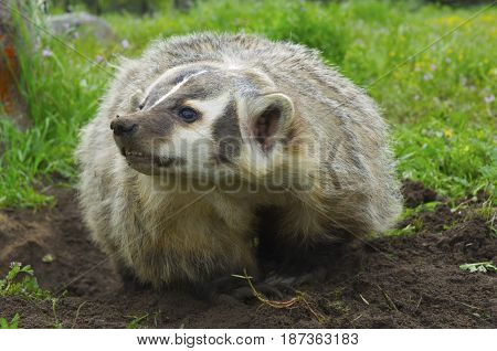 American Badger