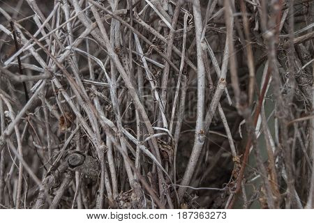 Tangled tree branches. Dead branches. Natural abstract bakground photo