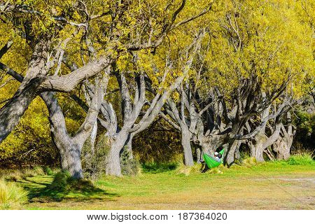 A romantic young couple sitting on hammock under the shade of trees which turning to yellow leaves in autumn watching view of Lake Pearson South Island of New Zealand