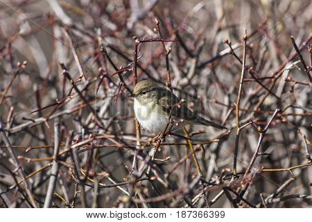A bird, willow warbler sits in a Swedish whitebeam. Good protection for the cats.