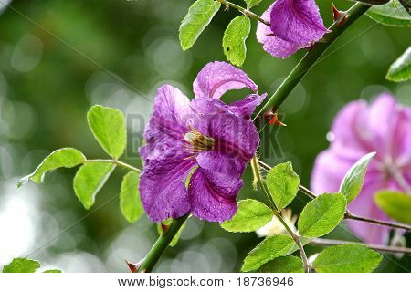 ดอกไม้ climatis ไวโอเลท
