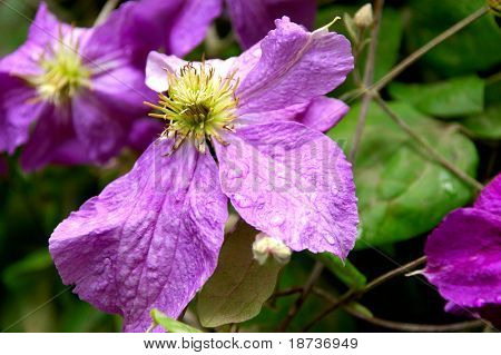 ดอกไม้ climatis ไวโอเลท