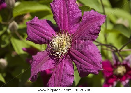 ดอกไม้ climatis