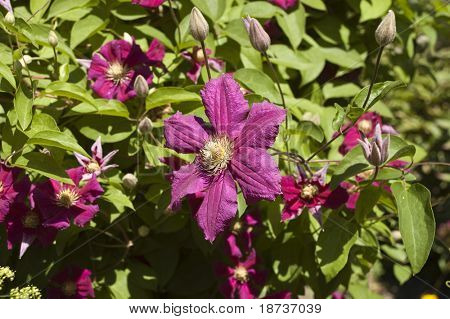 ดอกไม้ climatis