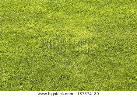 Natural green shorn lawn close up background