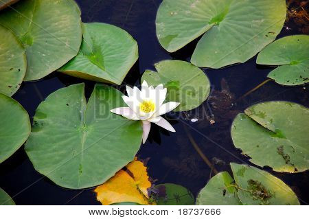 veden kasvi kukka - Nymphaeaceae Nymphaea alba