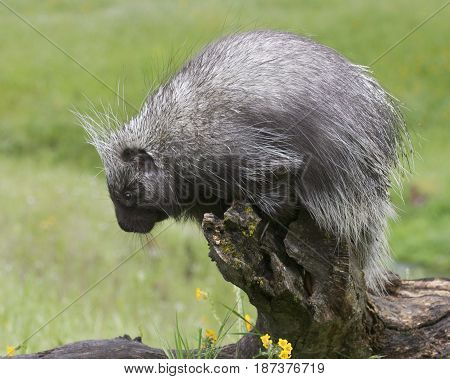 Porcupine
