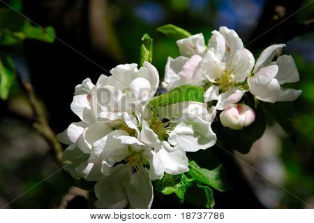 Jablko bloom