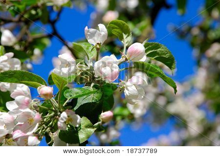Jablko bloom