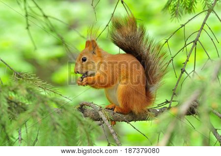 The squirrel sits on a branch and eats a nut. Spring.