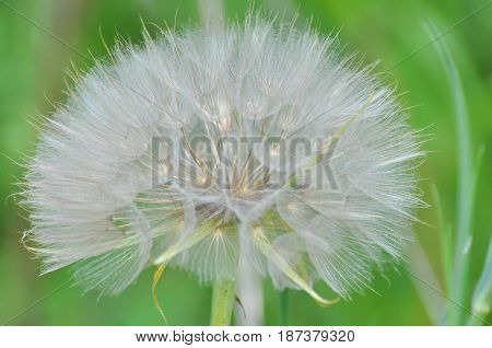 Yellow salsify flower seeds. Western salsify or big dandelion flower