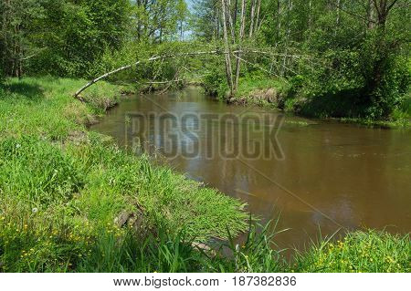 The photo shows a small, narrow river. The river is unregulated. Water has brown coloration. The banks of the river are grass and deciduous forest. It is sunny day.