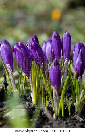crocus kosatcovité modrá květina