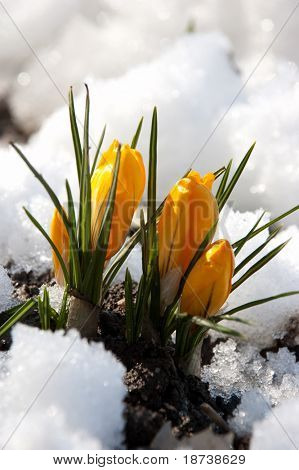 žlutá crocus kosatcovité květ