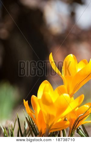 žlutá crocus kosatcovité květ
