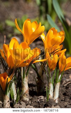 žlutá crocus kosatcovité květ