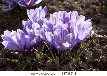 modrý crocus kosatcovité květ