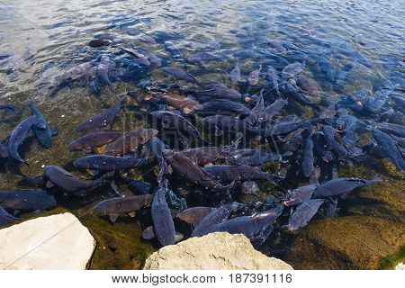 Black carp fish in Oshino Hakkai pond Yamanashi Japan