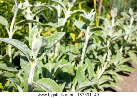 Full frame close-up Stachys byzantina (lamb's ears or woolly hedgenettle) ornamental plant grow in herbal garden