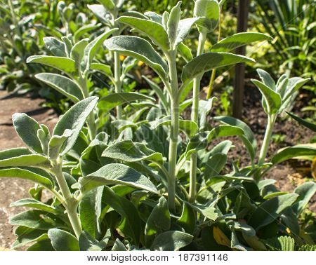 Full frame close-up Stachys byzantina (lamb's ears or woolly hedgenettle) ornamental plant grow in herbal garden