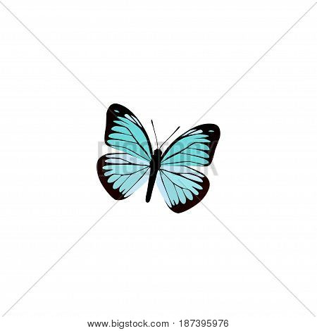Realistic Demophoon Element. Vector Illustration Of Realistic Lexias Isolated On Clean Background. Can Be Used As Blue, Sky And Butterfly Symbols.