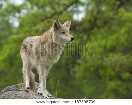 Coyote On Rock Searching For Next Meal With Green Trees In Background