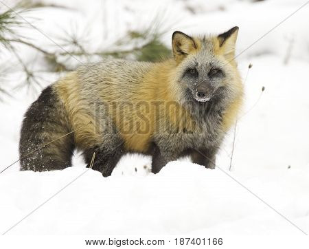 Cross fox in deep white snow in winter