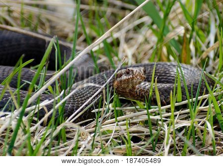 Female european adder Vipera berus nikolskii. Snake in wild nature