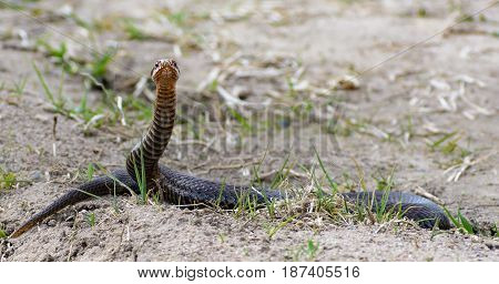 Female european adder Vipera berus nikolskii. Snake in wild nature looking right at you