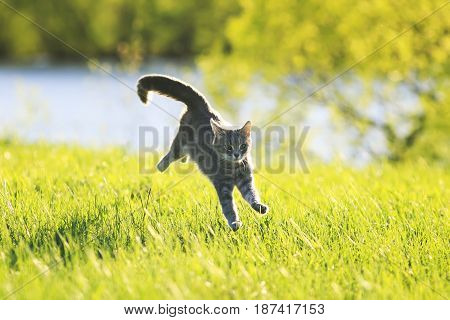 sweet tabby cat fun running on green meadow in Sunny summer day