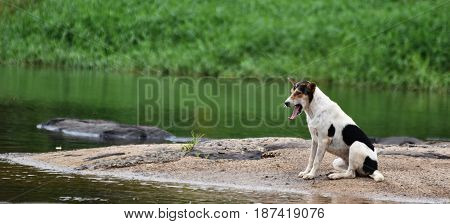 bored dog waiting owner on rock beside river